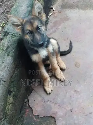 3-6 months Male Purebred German Shepherd