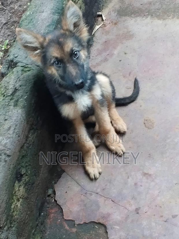 3-6 months Male Purebred German Shepherd - thumbnail 2