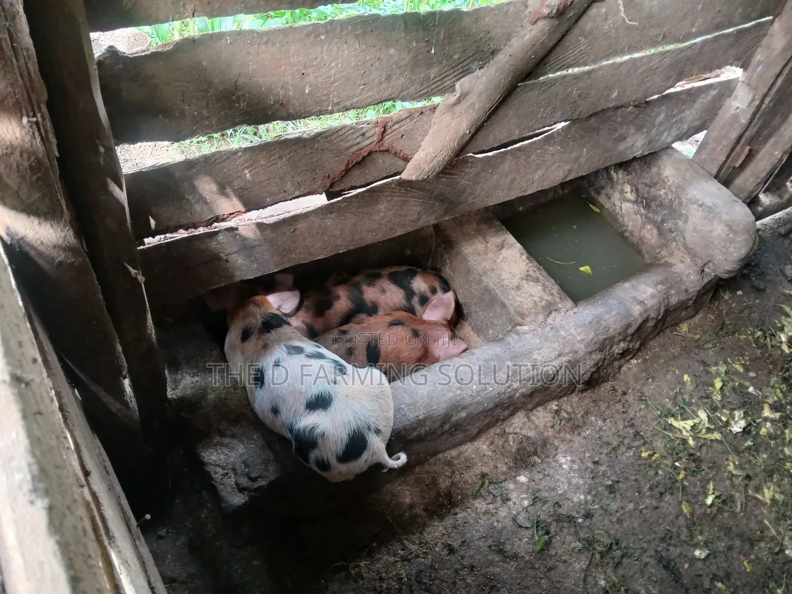 Duroc Piglets