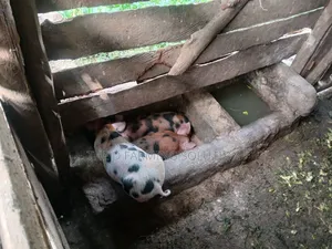 Duroc Piglets