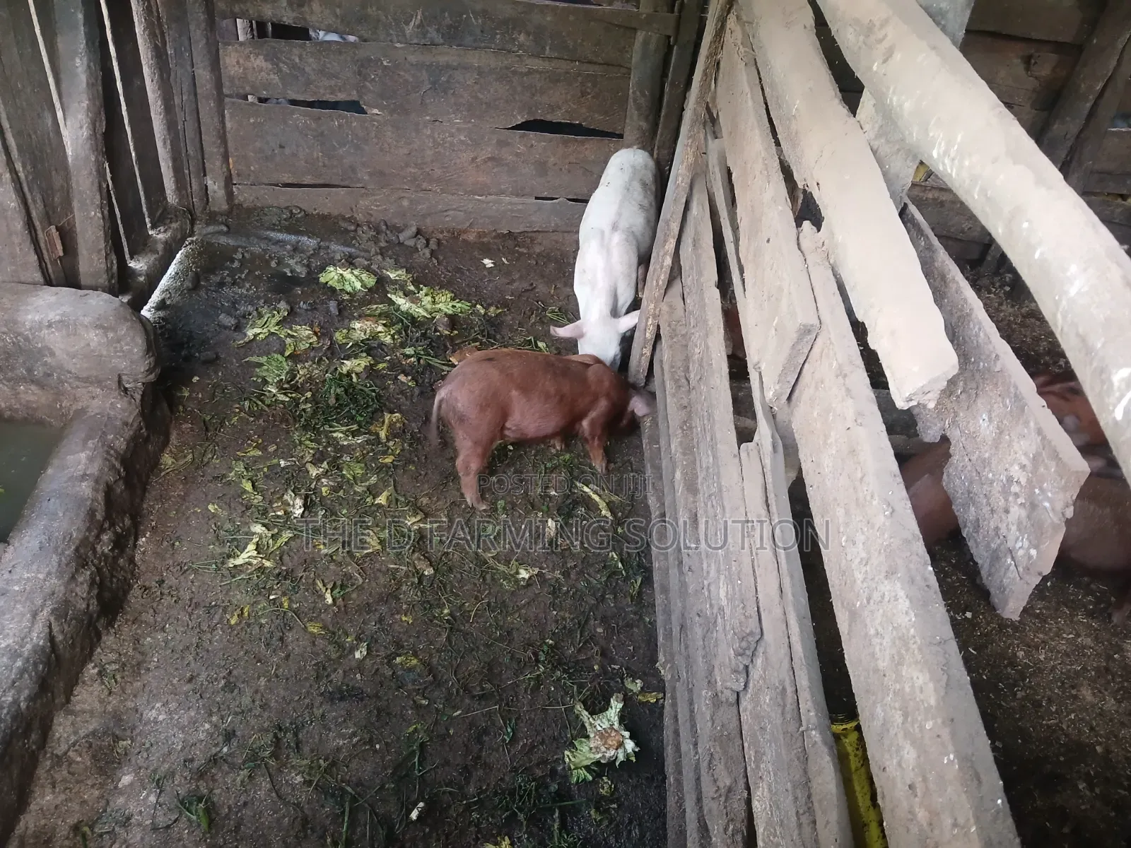 Duroc Piglets