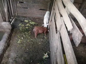 Duroc Piglets