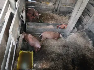 Duroc Piglets