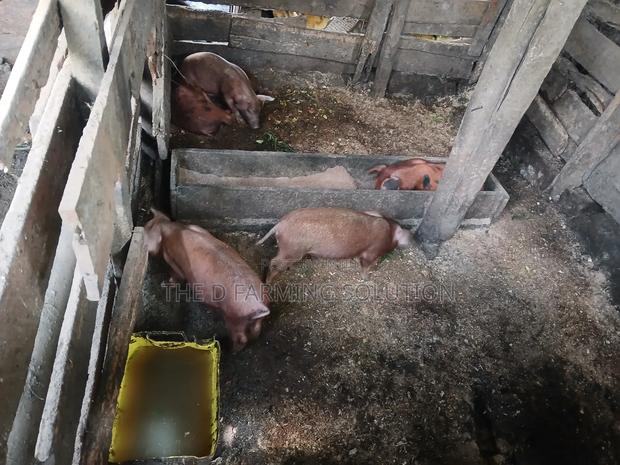 Duroc Piglets - thumbnail 3