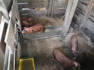 Duroc Piglets