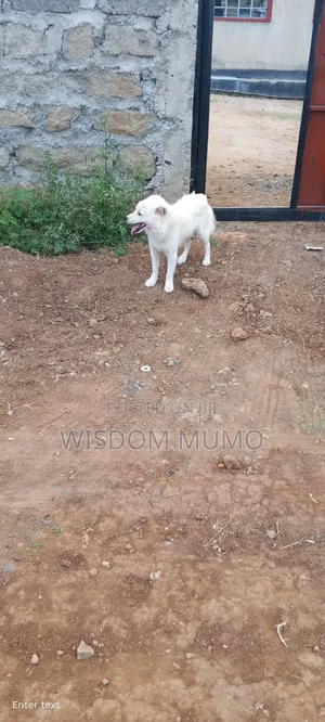 6-12 months Male Mixed Breed Japanese Spitz