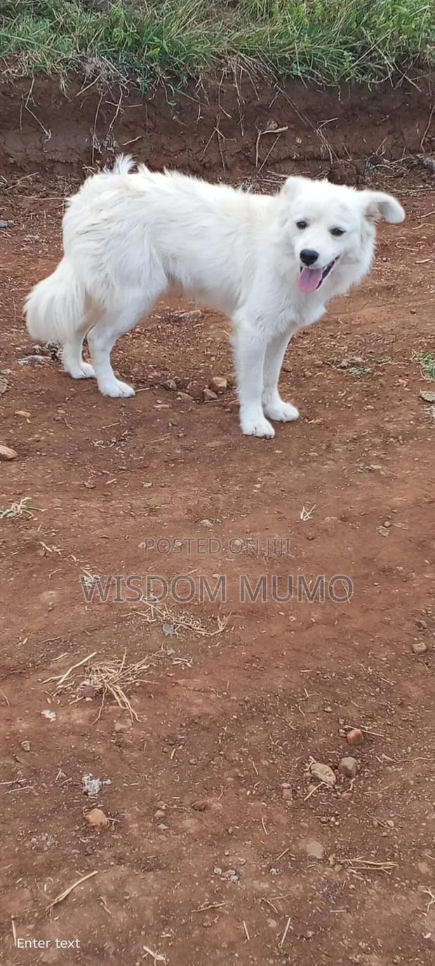 6-12 months Male Mixed Breed Japanese Spitz - thumbnail 9