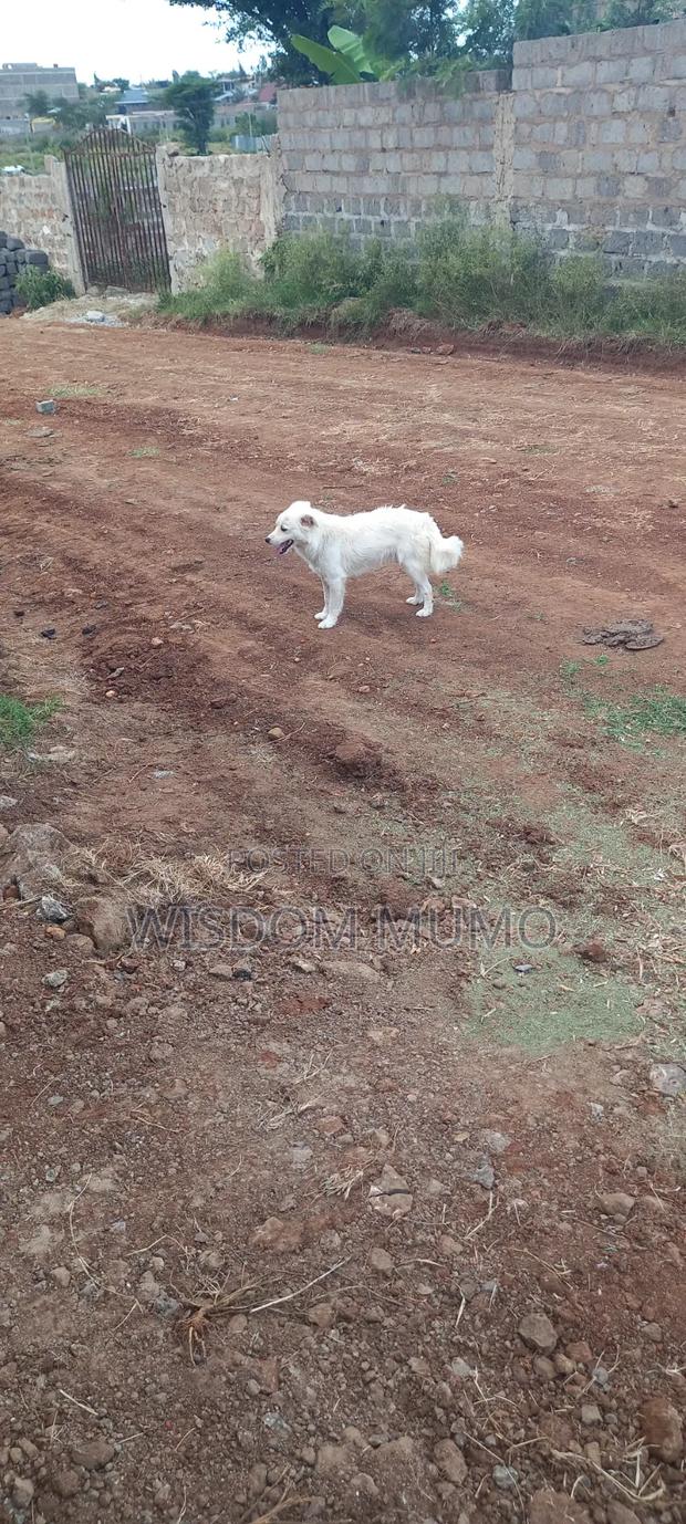 6-12 months Male Mixed Breed Japanese Spitz - thumbnail 10