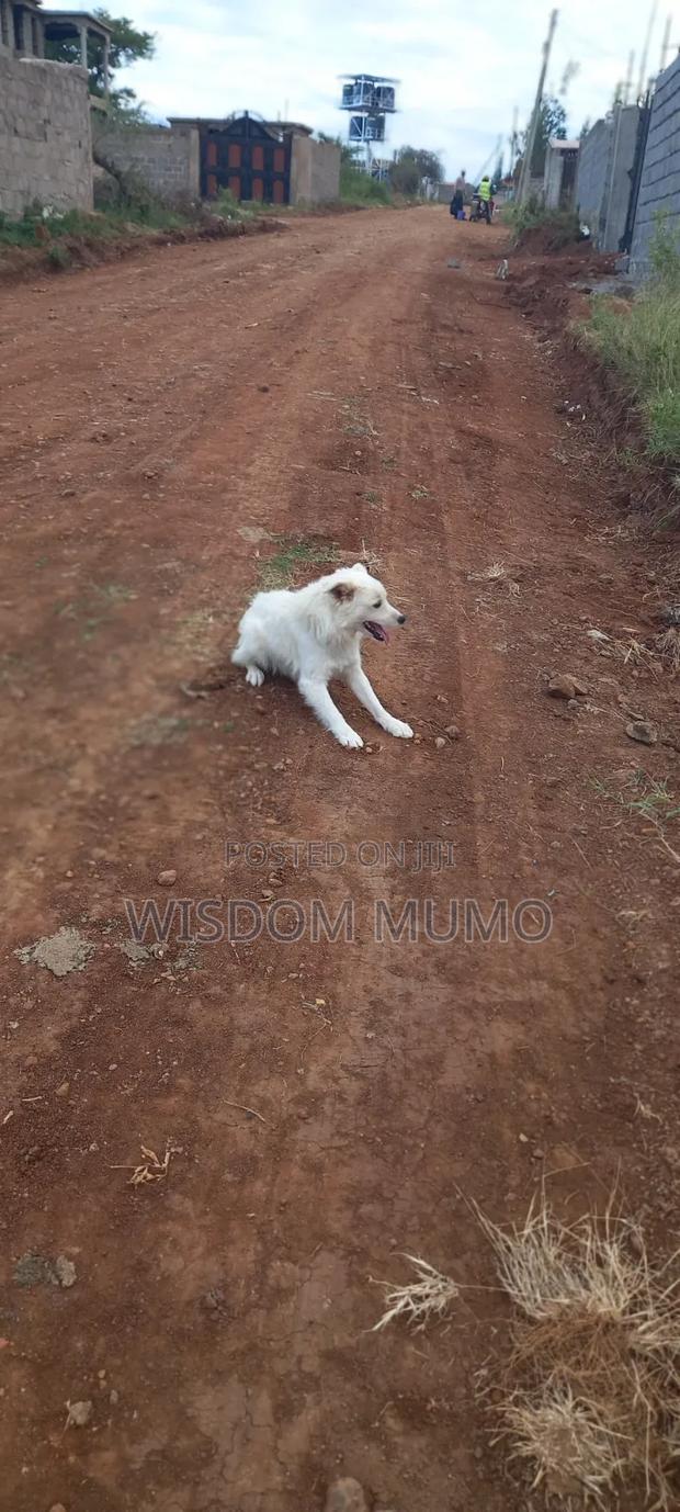 6-12 months Male Mixed Breed Japanese Spitz - thumbnail 11