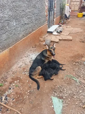 1-3 months Female Purebred German Shepherd