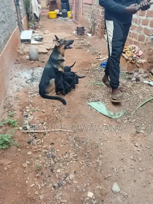 1-3 months Female Purebred German Shepherd