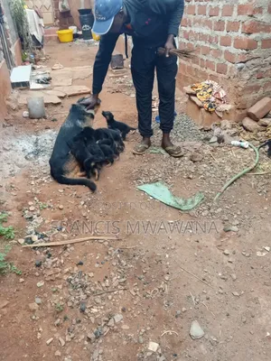 1-3 months Female Purebred German Shepherd
