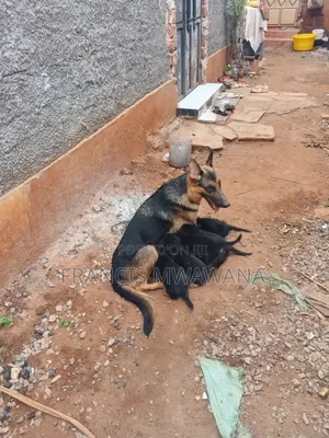 1-3 months Female Purebred German Shepherd