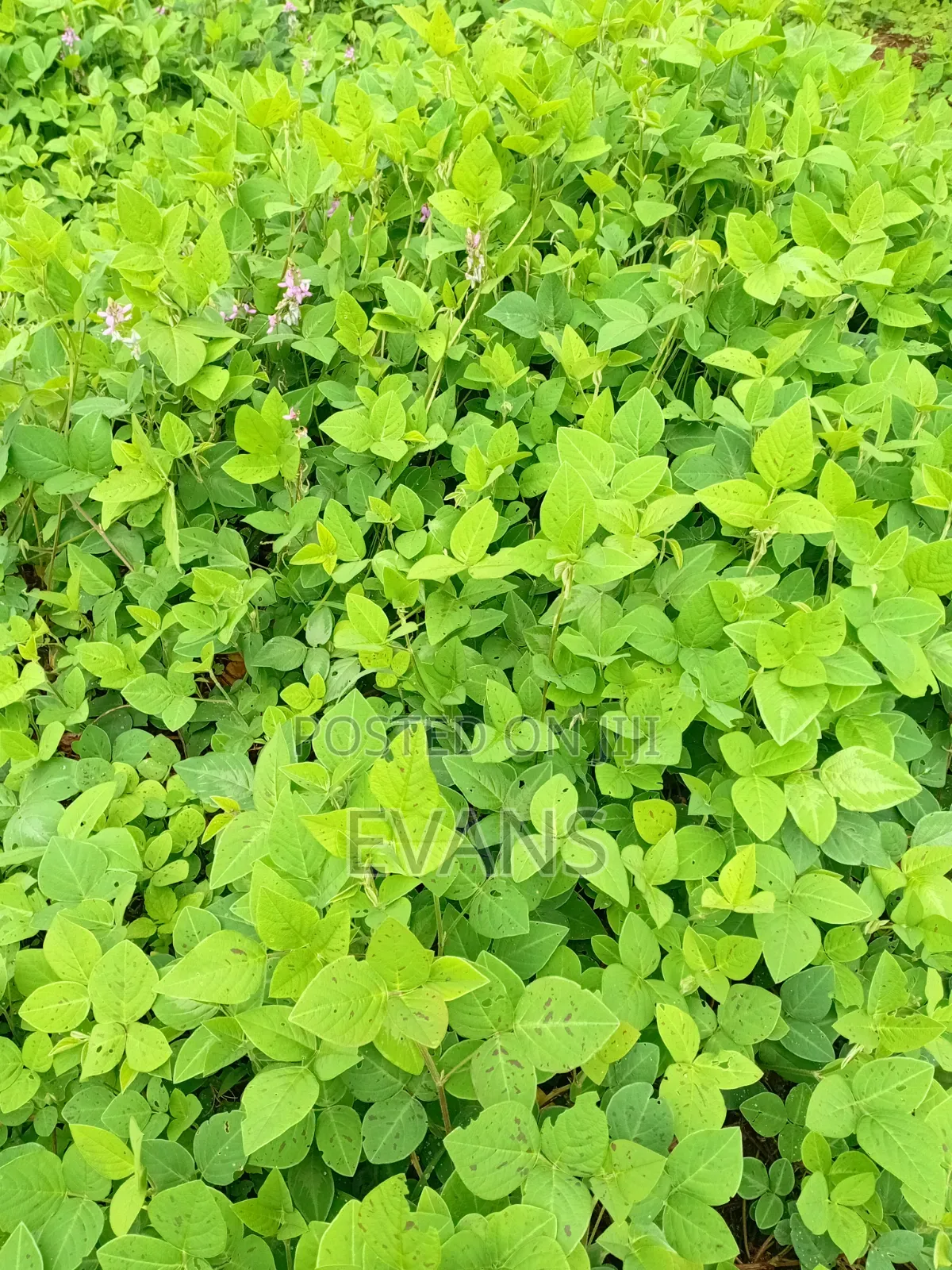 Desmodium Fodder