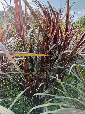 Australian Red Napier