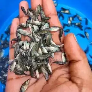 Available Fish Fingerlings on Sale