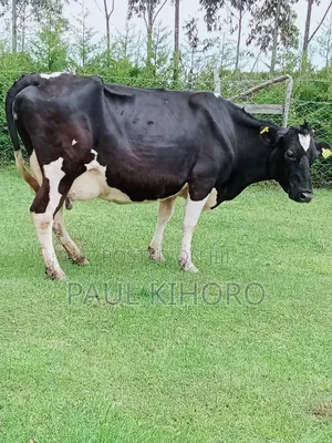 Giant Giant Cow 3 Weeks Tocalf Second Time