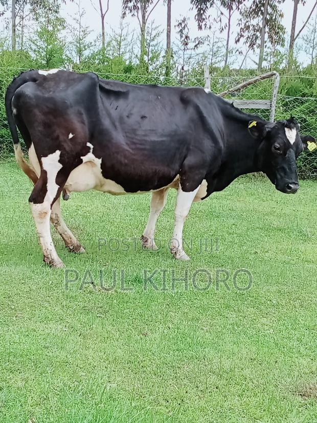 Giant Giant Cow 3 Weeks Tocalf Second Time