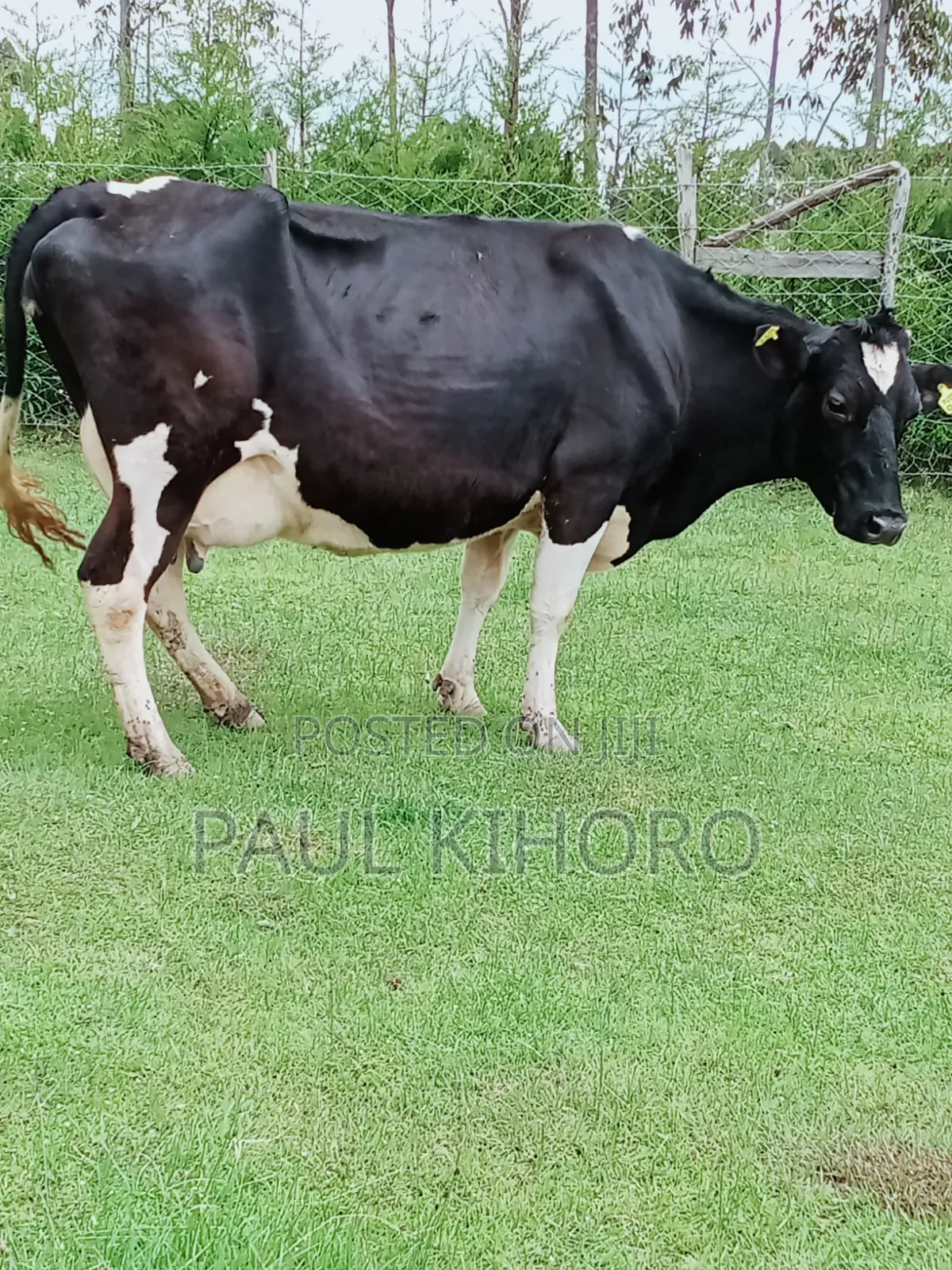 Giant Giant Cow 3 Weeks Tocalf Second Time