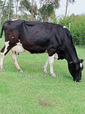 Giant Giant Cow 3 Weeks Tocalf Second Time