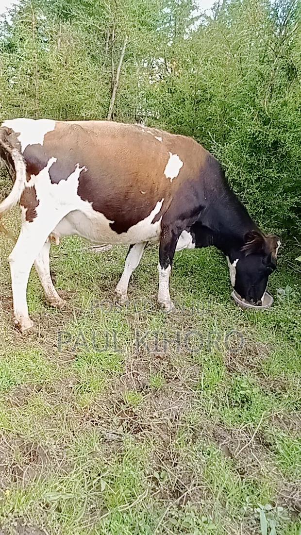 Ashley Cow 8month Incalf Second Time