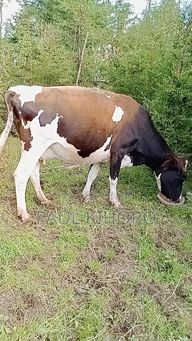 Ashley Cow 8month Incalf Second Time - thumbnail 2