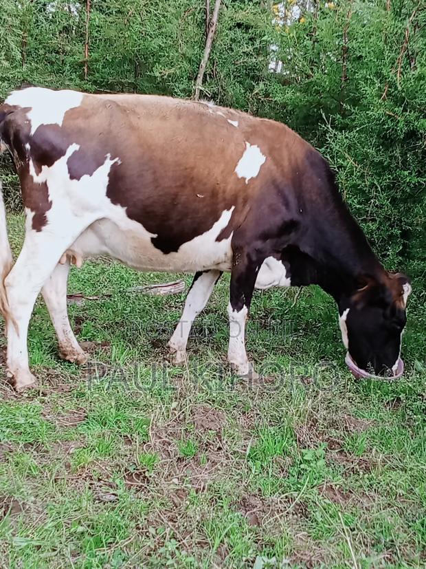 Ashley Cow 8month Incalf Second Time - thumbnail 5