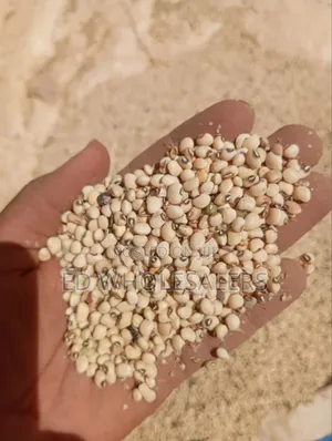 High-Quality Clean Cowpeas / Kunde Beans for Sale