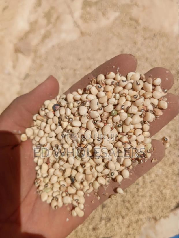 High-Quality Clean Cowpeas / Kunde Beans for Sale
