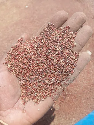 High-Quality Finger Millet (Wimbi) for Sale