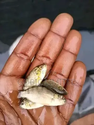 Male Tilapia Fingerlings