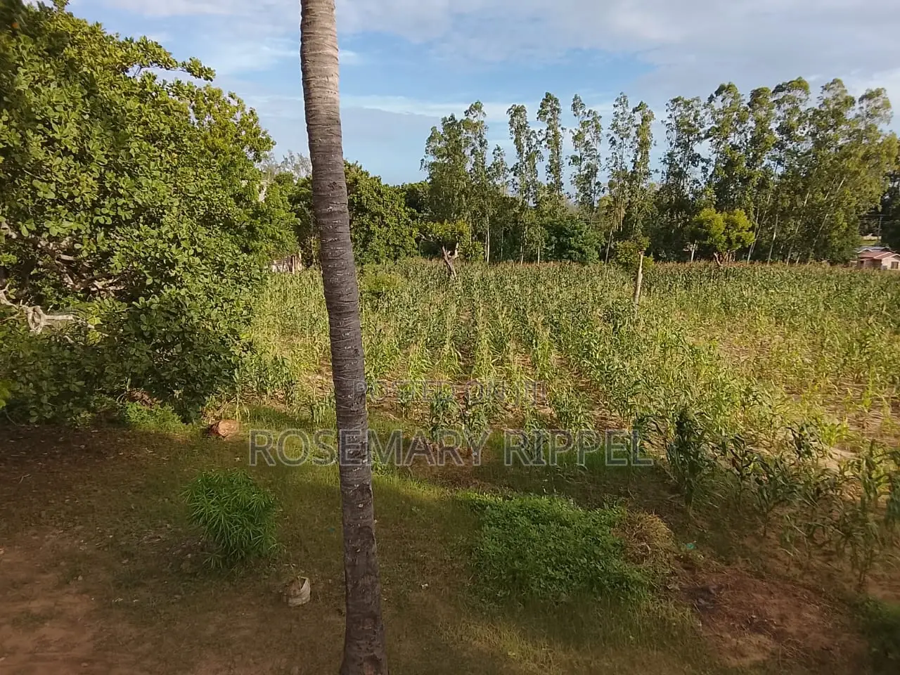 3bdrm House in Vanessa Farmhouse, Gede for rent