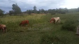 Prime Land in Homa-Bay for Sale