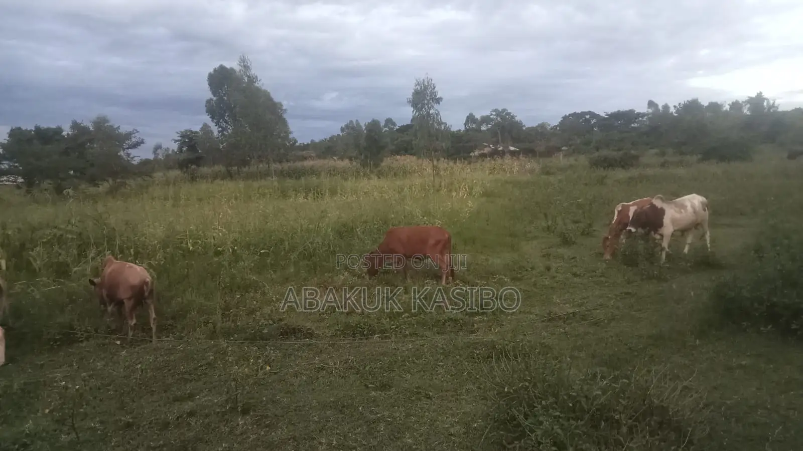 Prime Land in Homa-Bay for Sale