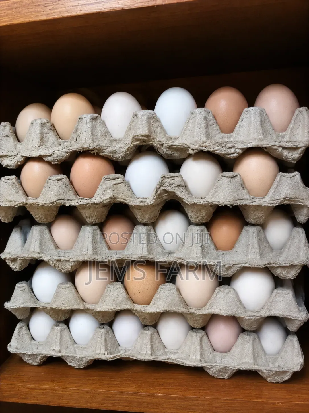 Fertilised Improved Kienyeji X Orpington/Australops Egg
