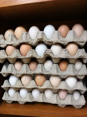 Fertilised Improved Kienyeji X Orpington/Australops Egg