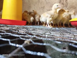 3 Weeks Old Improved Kienyeji F1 Chicks