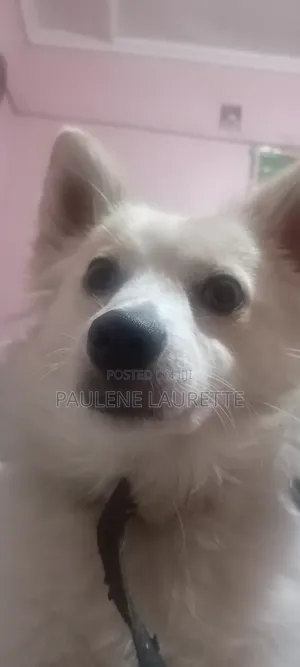 1+ year Female Purebred Chihuahua
