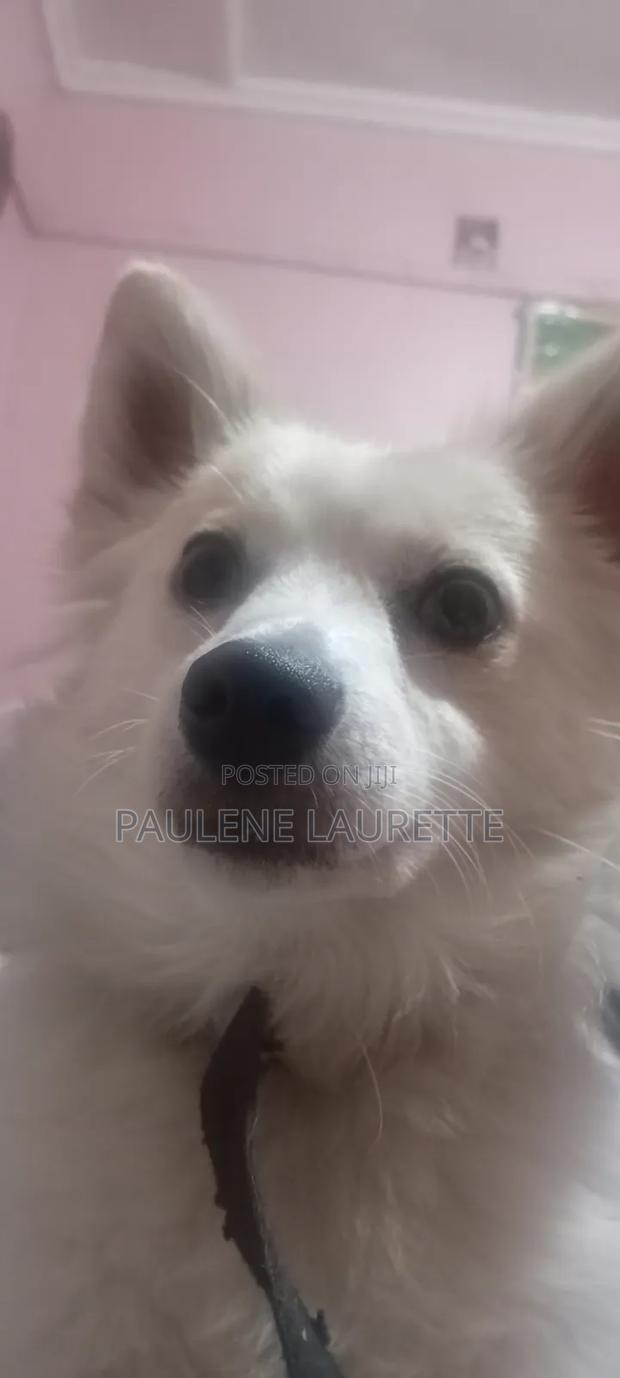1+ year Female Purebred Chihuahua