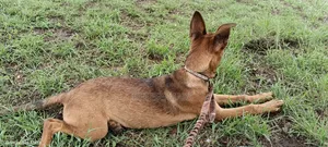 6-12 months Female Purebred Belgian Malinois