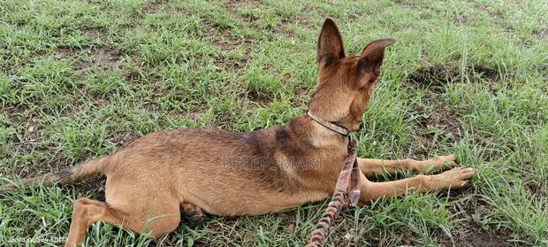 6-12 months Female Purebred Belgian Malinois