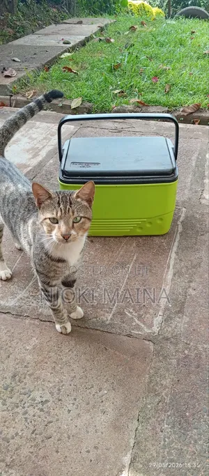 1+ year Male Mixed Breed Tabby