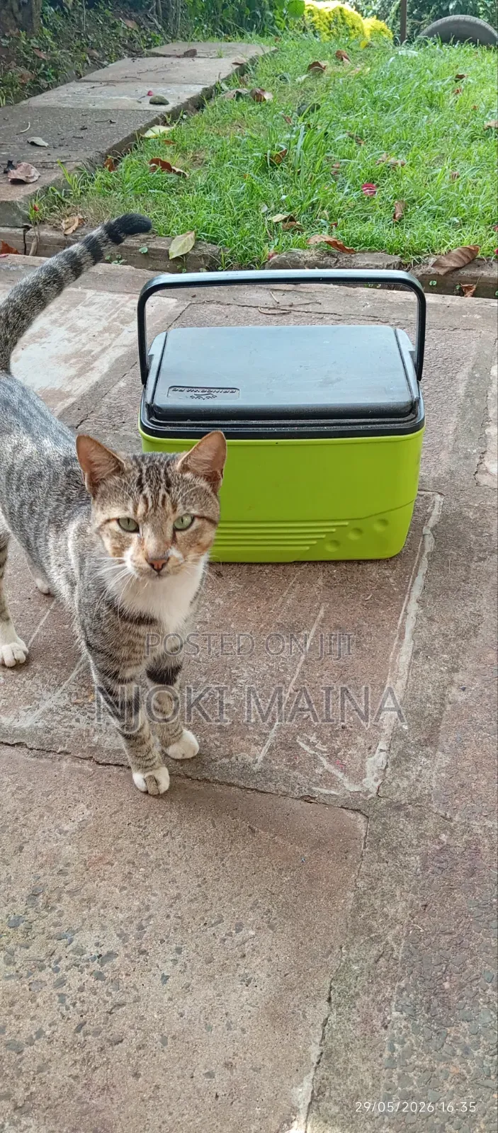 1+ year Male Mixed Breed Tabby