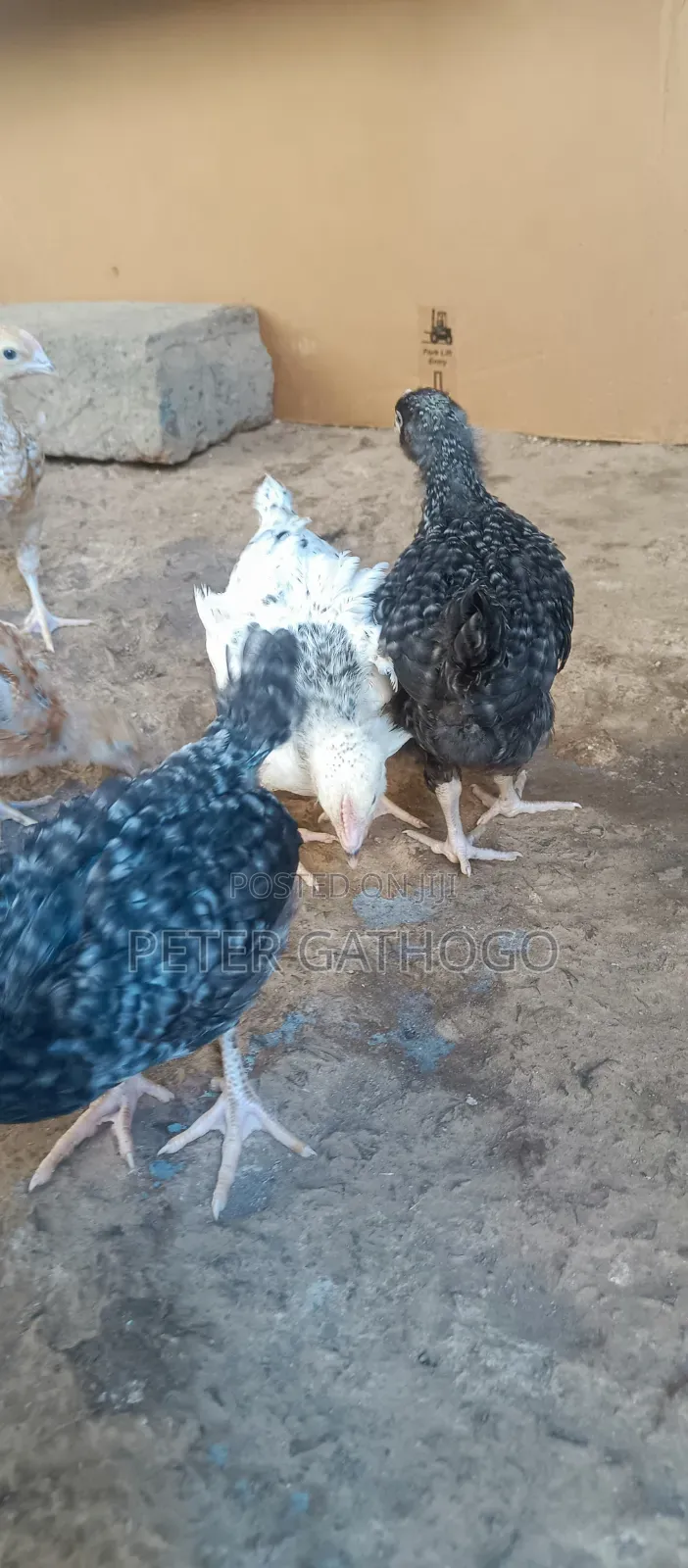 Improved Kienyenji Chicks(Kari)
