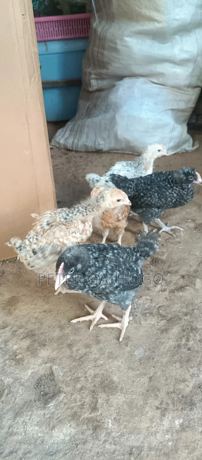 Improved Kienyenji Chicks(Kari)