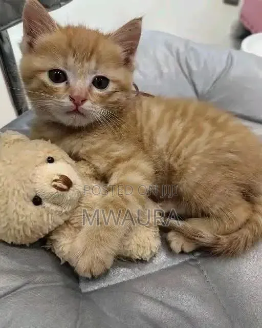 1-3 months Male Mixed Breed American Shorthair
