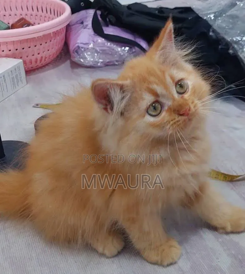 1-3 months Male Mixed Breed American Shorthair