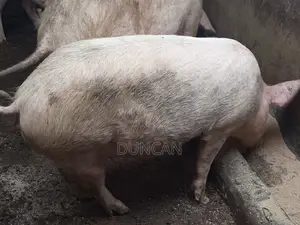 Pregnant Sows for Sale at 28,000 Negotiable