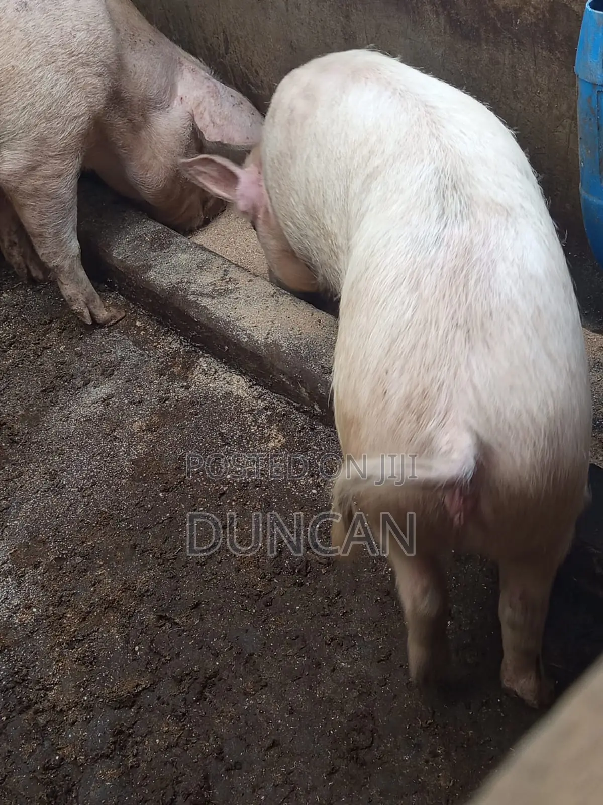 Medium Size Pigs for Sale at 8,000 Negotiable