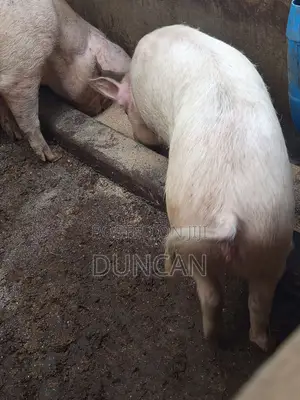 Medium Size Pigs for Sale at 8,000 Negotiable